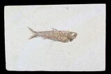 Knightia Fossil Fish - Wyoming #75899-1